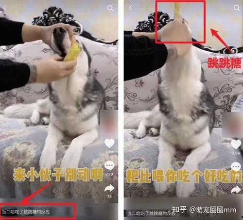 宠物吃瓜看戏视频大全集,欢乐无限大盘点