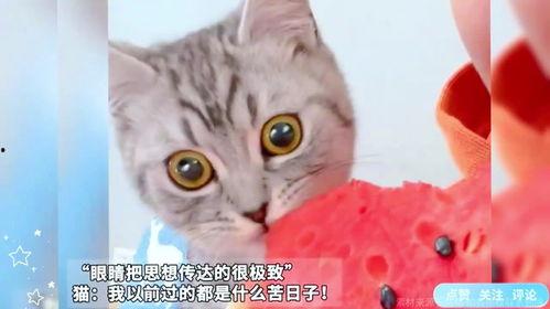 吃瓜视频表情亮了,揭秘网络热梗背后的趣味与思考