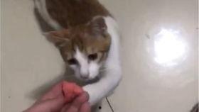 猫猫吃瓜搞笑视频,萌态可掬笑翻网友