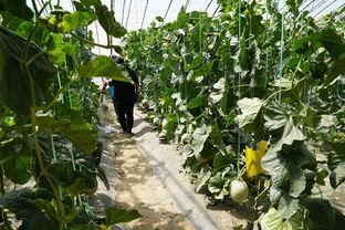 石家庄吃瓜视频,揭秘街头美食背后的故事